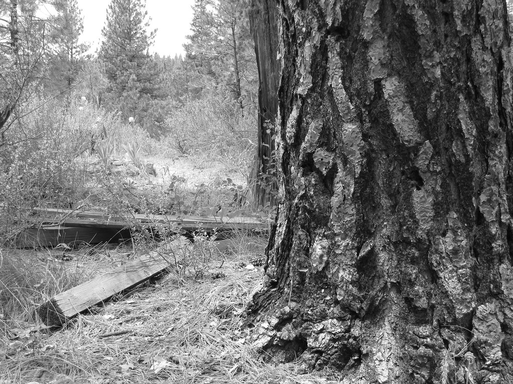 Charcoal Gulch Trail