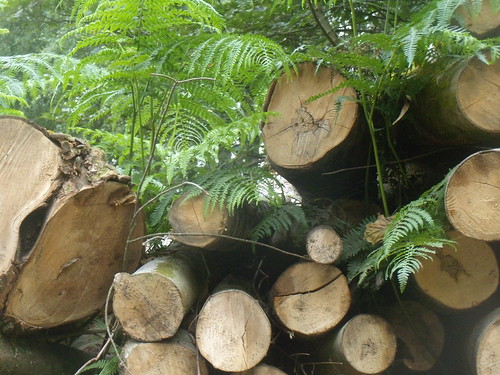Logs and ferns Balcombe Round walk