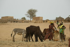 Jun/2005 - Village women and livestock in Niger (photo credit: ILRI/Stevie Mann).