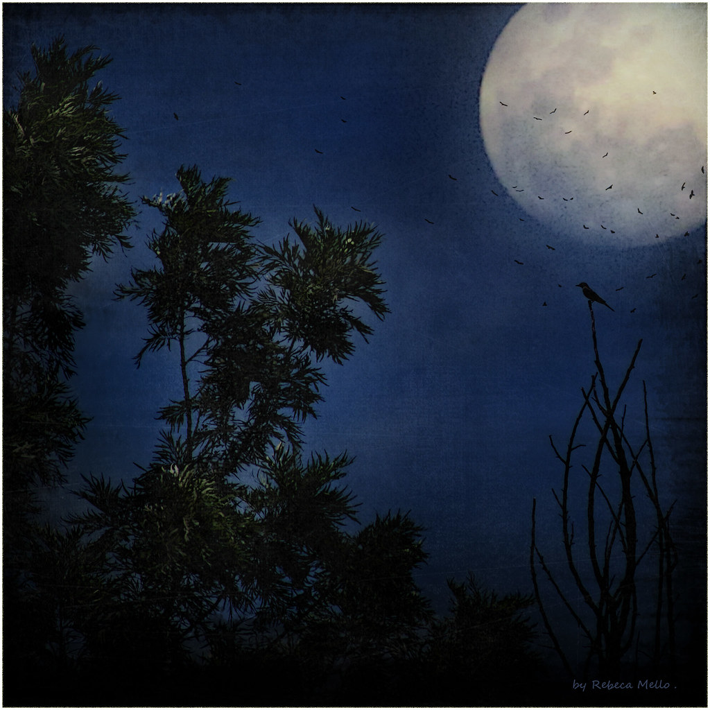Moonlight serenade .. by Rebeca Mello
