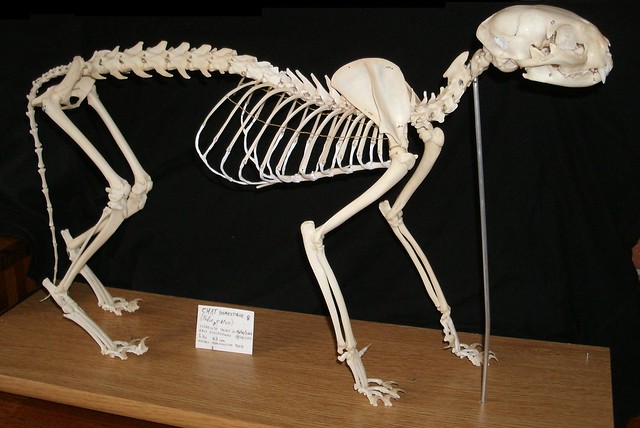 Squelette de Chat Domestique / Domestic Cat Skeleton (Felis catus)♀
