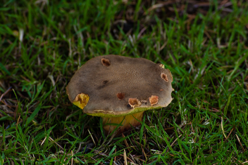 Red cracking bolete