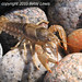 Red-tipped Crayfish