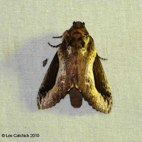 costarica moth unidentified lpjc ranchonaturalista