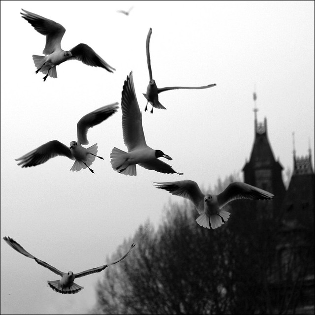 Waiting for Hitchcock ~ The Birds ~ Paris ~ MjYj