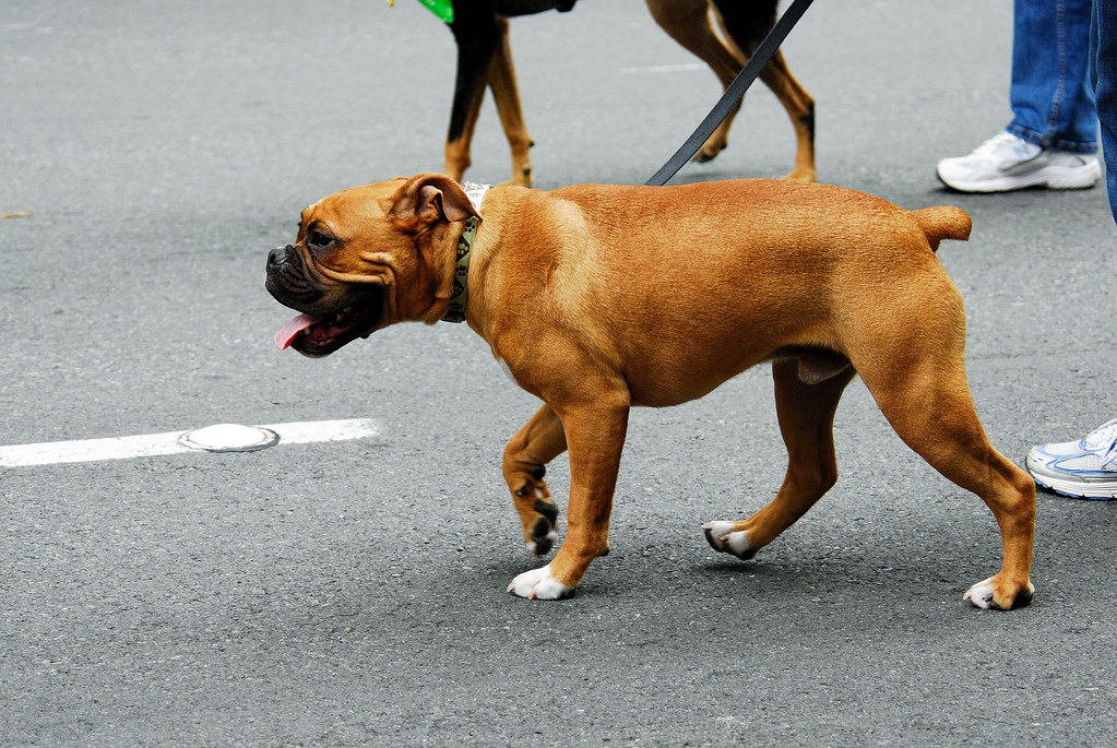 10 Most Popular Dog Breeds in 2023 - Boxer