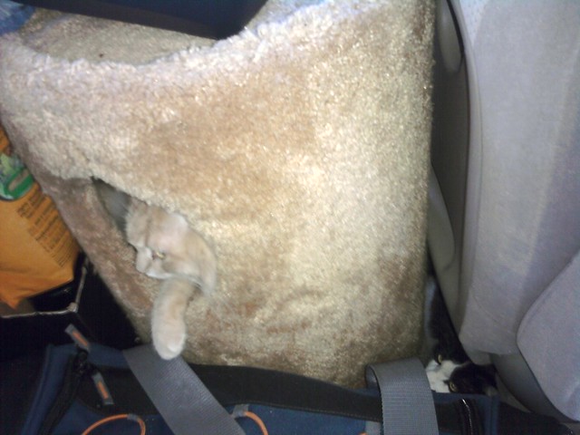 Dickens' favorite seat on the trip.