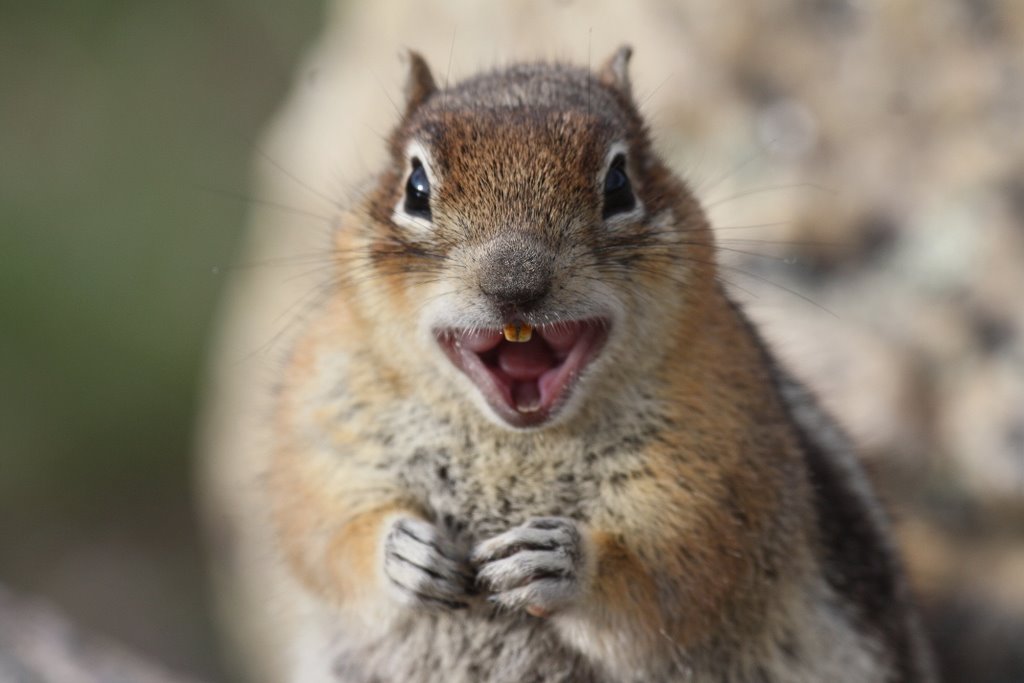 Crazy Squirrel | Erin | Flickr