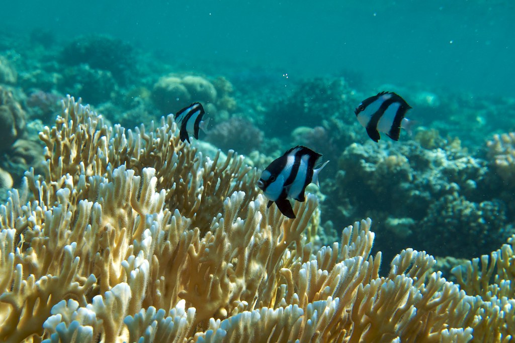 Korallen Zebras aka. Dreibinden-Preußenfisch (Dascyllus aruanus)