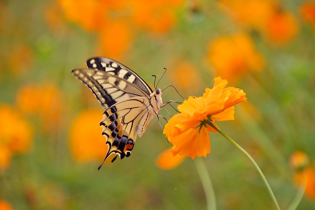 Swallowtail Butterfly & cosmos
