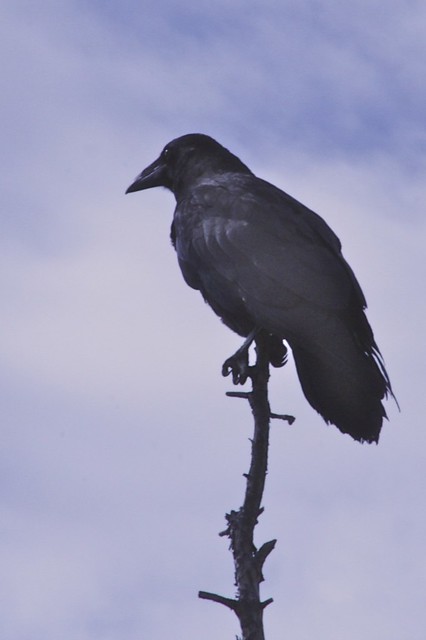 Crow (Raven?)