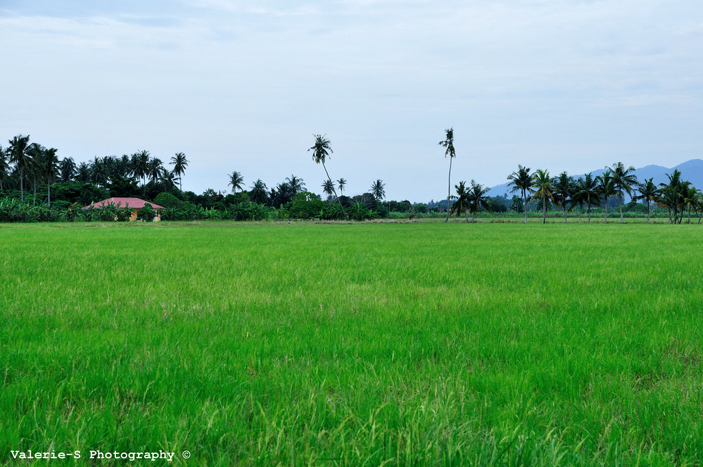 Paddy Field by valerie_s