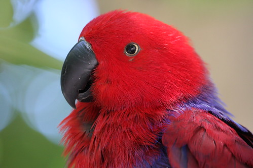 Eclectus parrot | Nathan Rupert | Flickr