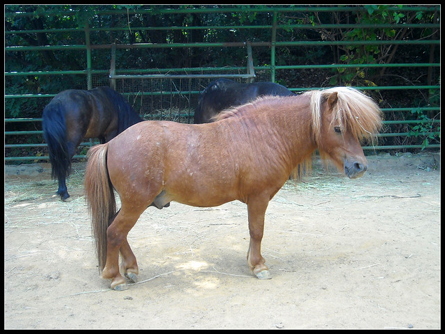 Pécs Zoo - Pony