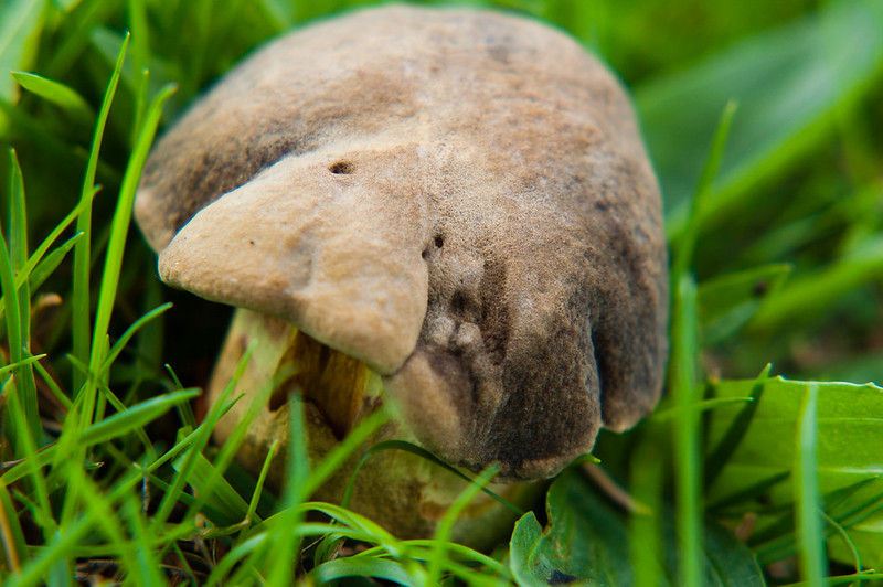 Another unidenfied bolete