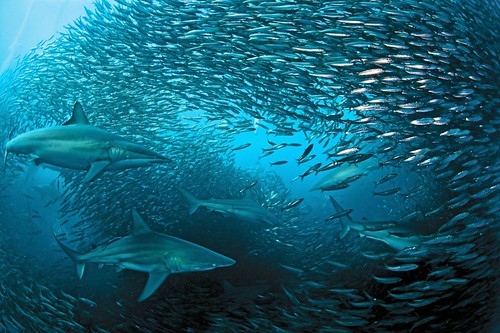 travel attraction destination sardinerun diving wildlife southafrica activity