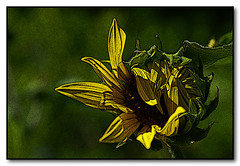Sunflower Opening