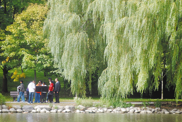 Unionville's Toogood Pond Willow