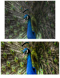 Peacock | Tip Squirrel Lightroom Competition www.tipsquirrel… | Flickr