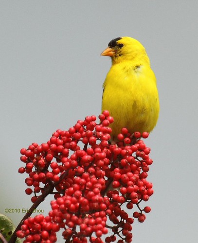 Topped with Yellow | by Eric_Z