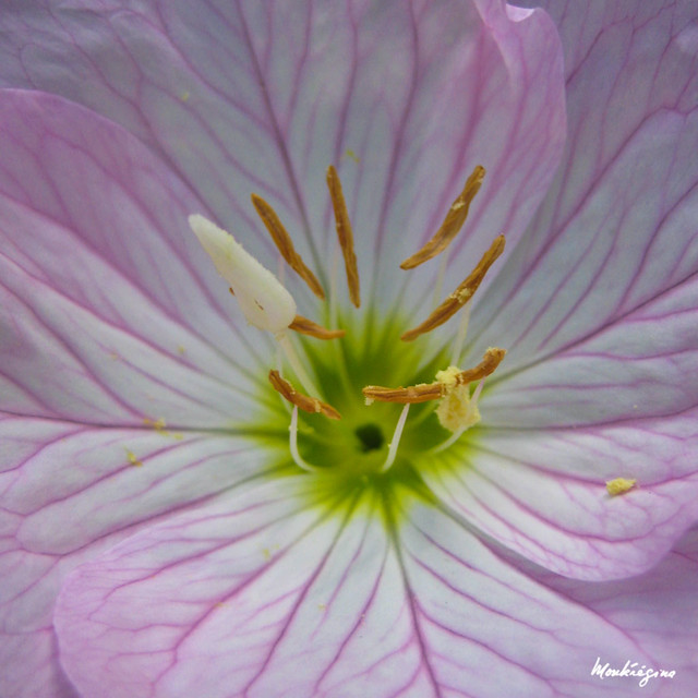 Pink evening primrose - Primevère rose