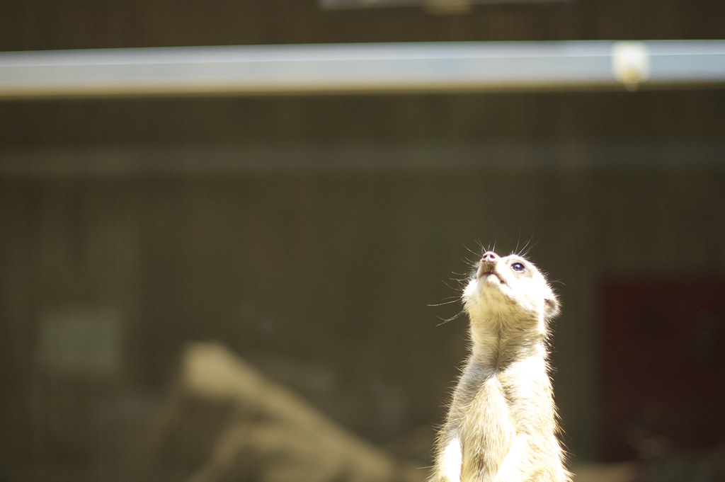 みやキャット ミーアキャット | t-seto | Flickr