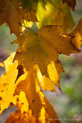 IMG_16431 by Subconscious Sight, Colors of Fall.  We took a drive this weekend while the weather was still good. Madison County was t