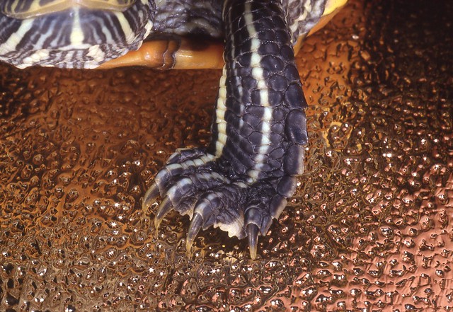 Rotwange (Terrapin) - Wasserschildkröte - starwarrior's leg ;-)