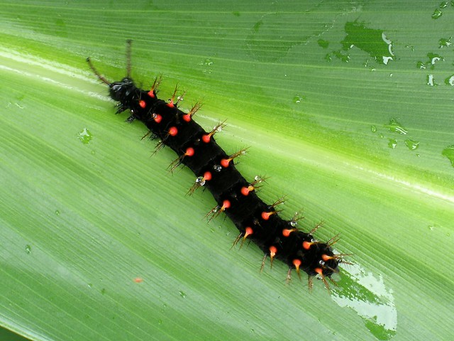 Malachite Caterpillar (Siproeta stelenes biplagiata)