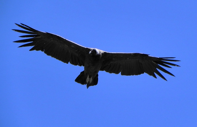 Vultur gryphus - Cóndor