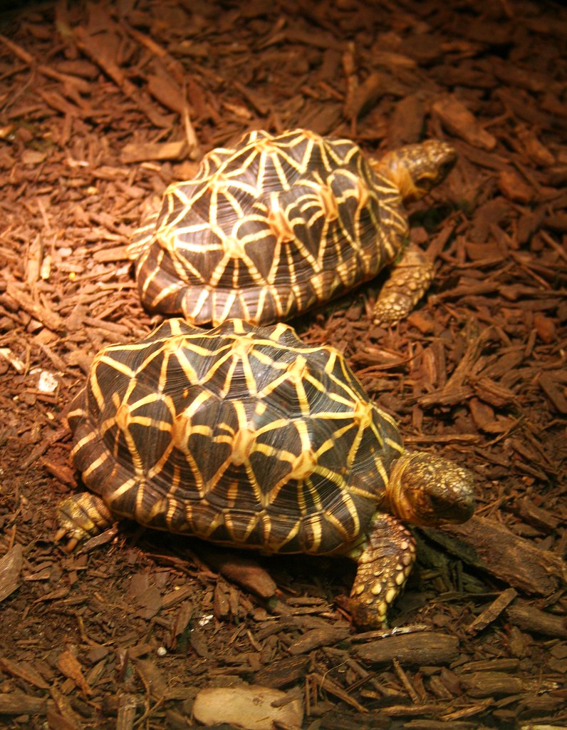 Star of India Turtles