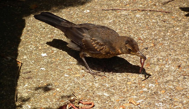 Young Blackbird having worms for lunch... yummy !!