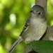 Flickr photo 'Vireo huttoni' by: Mathesont.