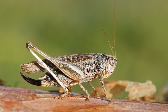 Platycleis albopunctata albopunctata female