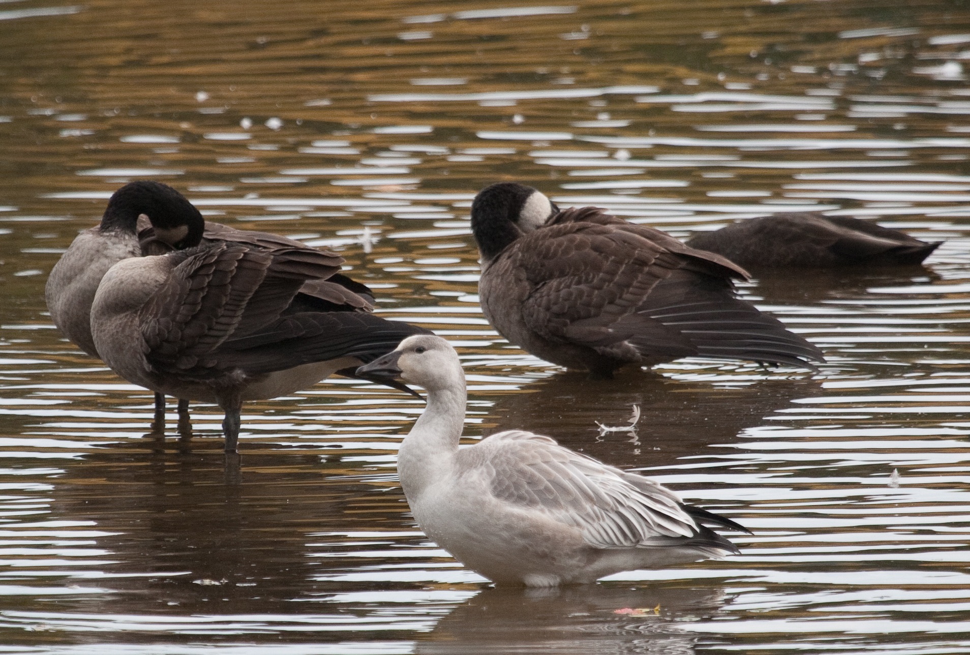 Snow Goose