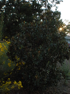 Magnolia at Sunset