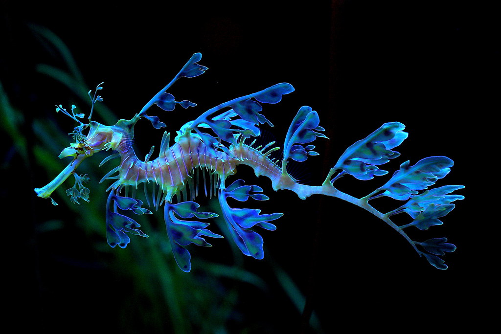 Leafy Sea Dragon. Photo: NaSser Alomairi