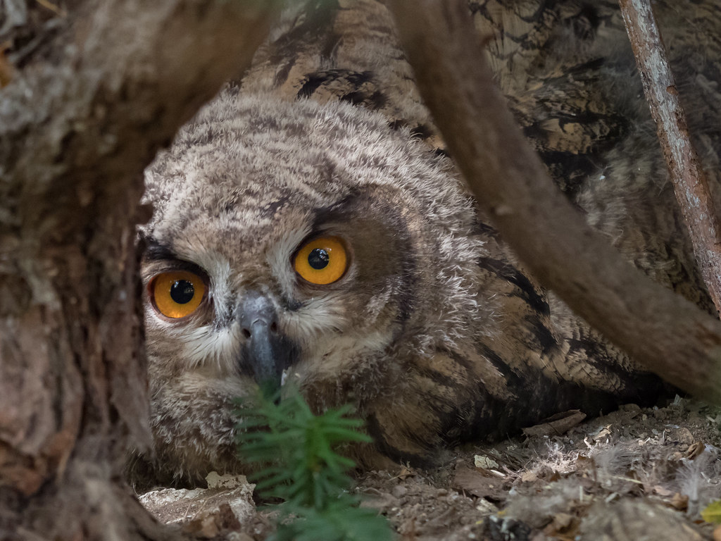 Juvenile Eurasian eagle-owl / Jung-Uhu (Bubo bubo)