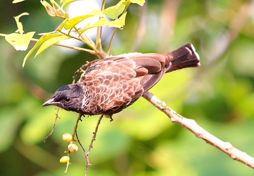 Red-vented Bulbul | by I Nair