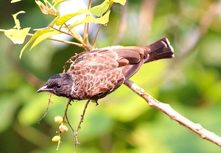Red-vented Bulbul | by I Nair