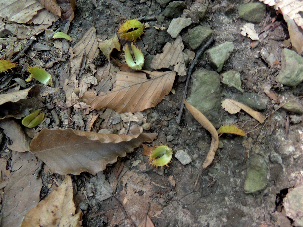 Beech Nut Shell
