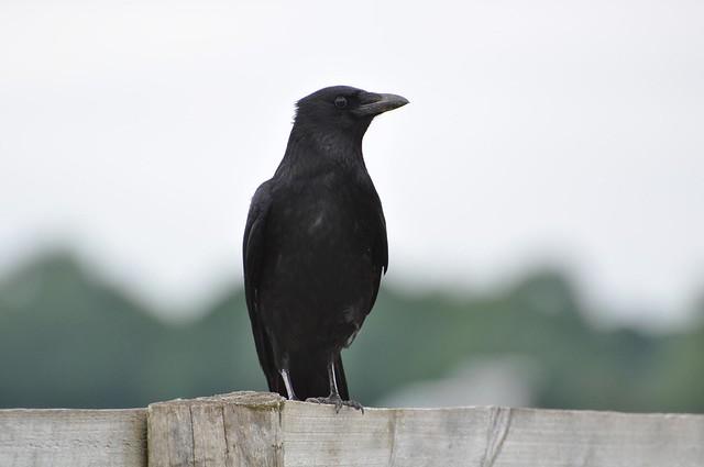 Carrion Crow / Zwarte Kraai
