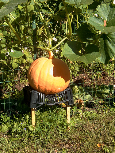ovaro 2010 italy pumpkins autumn fall fvg 4seasons nordest friuli friuliveneziagiulia carnia konicaminoltakd220z