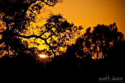 sunset sky tree outside nikon australia perth d90 18200mmf3556