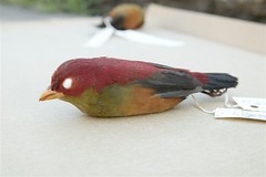 Shelley's Crimsonwing (cock bird)