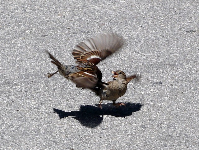 Fighting sparrows