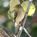 Flickr photo 'Pacific-slope Flycatcher (Empidonax difficilis)' by: almiyi.