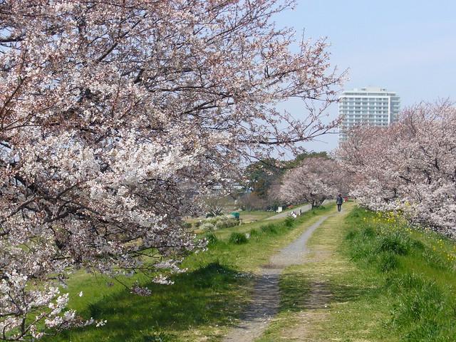 Path of cherry blossoms