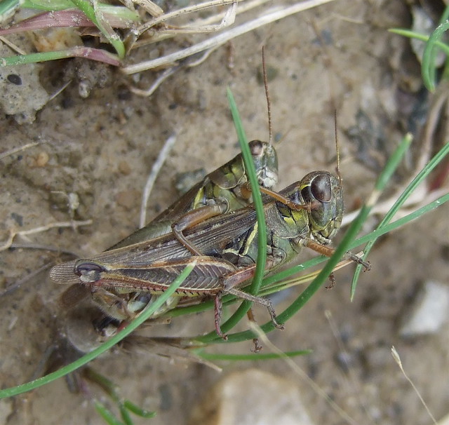 coupled Red-legged Grasshoppers