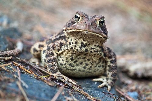 holiday canada fauna photographer novascotia cottage places toad northamerica organic amphibians laconia occasions easternamericantoad geoffhill